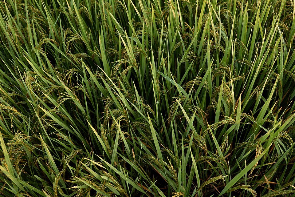 Green paddy crop growing in Eluru, Andhra Pradesh